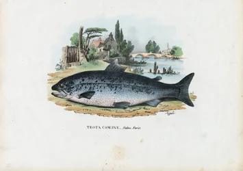 Brown Trout, 1863-79